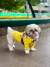 Imagen de Piloto de Lluvia Amarillo para Perros y Gatos - Impermeable con Spandex