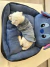 Cama moisés 55x65 animado azul para perros y gatos - Limpieza Parcial - tienda online