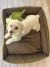 Cama moisés pintas para perros y gatos - Limpieza Total - Tamaños Chico a Grande - comprar online