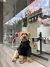 Polera Vino Plush Big para Mascotas | Cuello Ajustable | Que Mona Mascotas - Que mona mascotas | Camas, Accesorios e Indumentaria para Mascotas