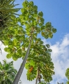 Vista de árvores Embaúba com folhas largas sob um céu azul, representando a flora da Amazônia. rape indígena 