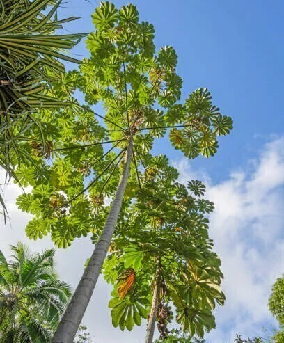 Vista de árvores Embaúba com folhas largas sob um céu azul, representando a flora da Amazônia. rape indígena 