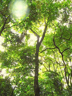 Rapé Indígena De Pau Pereira 30 Gramas Direto Da Floresta Acre