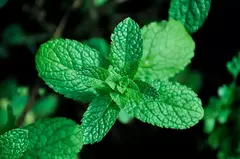 Folhas verdes frescas de hortelã, representando o Rapé Indígena Hortelã Da Floresta Acre.