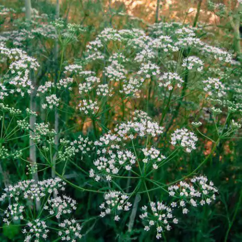 Rapé Indígena Erva Doce Da Floresta Acre - 30 Gramas