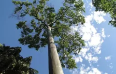 Árvore alta com folhas verdes e céu azul ao fundo.
Rapé Indígena Mulateiro