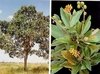 Rapé Indígena Murici Direto Da Floresta Do Acre 30 Gramas