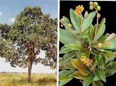 Rapé Indígena Murici Direto Da Floresta Do Acre 30 Gramas