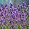 Rapé Indígena Lavanda Da Floresta Acre 30 Gramas