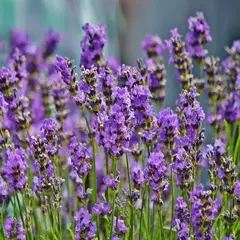 Rapé Indígena Lavanda Da Floresta Acre 30 Gramas