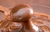 DULCE DE LECHE DIETETICO C CACAO - REGIDIET x 445gr en internet