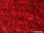 Fundo fotográfico FLORAL RED - 05