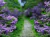 Fundo fotográfico Floral - 43