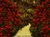 Fundo fotográfico Floral - 44