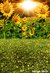 Fundo fotográfico Floral - 48C