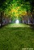 Fundo fotográfico FLORESTA - 012