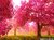 Fundo fotográfico FLORESTA - 013 - comprar online