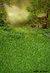 Fundo fotográfico FLORESTA - 06B - comprar online