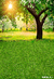 Fundo fotográfico Floresta - 15