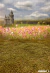 Fundo fotográfico GARDEN - 7 - comprar online