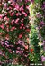 Fundo fotográfico JARDIM - 08
