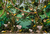 Fundo fotográfico Safari Jungle - 0102 - Cirandinha Fundos Fotográficos e decoração de Festas 