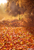 Fundo fotográfico OUTONO - 09 - comprar online