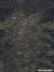 Fundo fotográfico Parede floral - comprar online