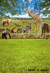 Fundo fotográfico Safari - comprar online
