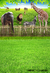 Fundo fotográfico Safari - Cirandinha Fundos Fotográficos e decoração de Festas 