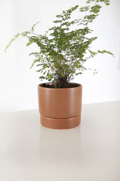 MACETA + BASE - comprar online