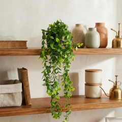 Planta colgante Verde intenso