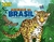 Blocão de colorir - Meu blocão de colorir - Animais do Brasil - comprar online