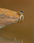 Anillo Zafiro | Oro 18k Amarillo - de·aren | Joyería de Autor & Alianzas