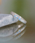 Anillo de Compromiso | Lunar