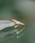 Anillo Solitario Amanecer | Oro 18k Rojo & Zafiro Blanco - comprar online