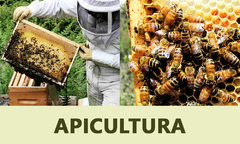 Banner da categoria APICULTURA