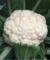 Semente De Couve Flor Hibrida Paloma Sakata 2.000 Sementes - comprar online