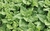 Sementes De Espinafre Nova Zelândia Topseed Sementes Premium - 250g - comprar online