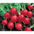 Semente De Rabanete Zapp Sementes Topseed Agristar 100g na internet