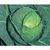 Semente De Repolho Híbrido Sekai F1 Sementes Topseed Premium - 10 Gramas - comprar online