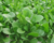 Semente De Rúcula Veloster Topseed Sementes Premium 500 Gramas - comprar online