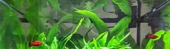 Banner da categoria 3º Plano - Fundo