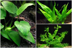 01 Anubia nana + 01 MIcrosorium Windelov + 01 MIicrosorium pteropus