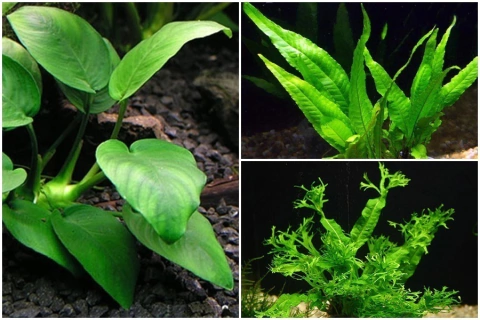 01 Anubia nana + 01 MIcrosorium Windelov + 01 MIicrosorium pteropus