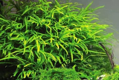 Microsorium sp. Cross Leaf