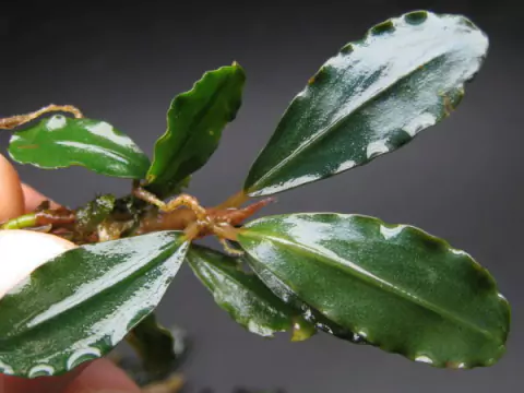 Bucephalandra sp. Brownie Jade