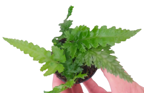 Bolbitis sp. Seram - comprar online