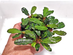 Bucephalandra sp. Black Swan - Aqualeaf