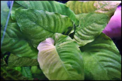 Anubia caladiifolia var. Panda na internet